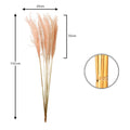 Fluffy Pampas Grass for Vases