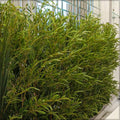 fake bamboo wall installation