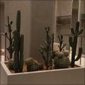 potted cactus arrangement
