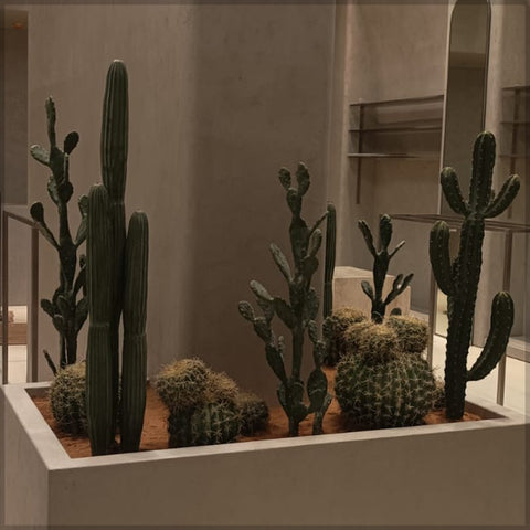potted cactus arrangement