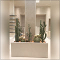 indoor cactus arrangement