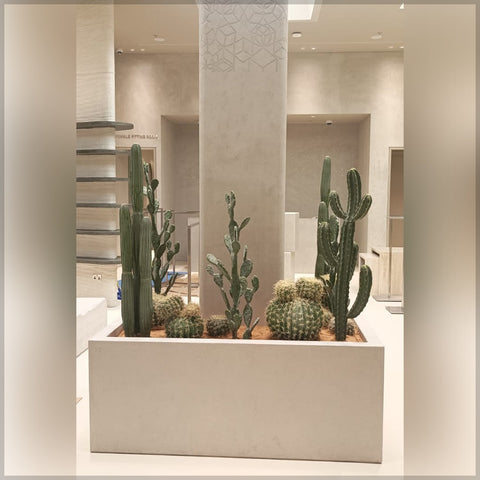indoor cactus arrangement