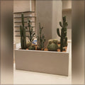 faux cactus display