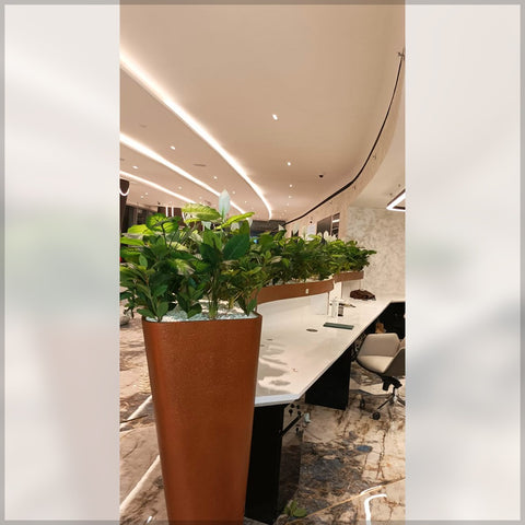 office plants for decoration
