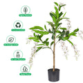 fake jasmine