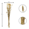 Fluffy Bunny Tail Grass Stems