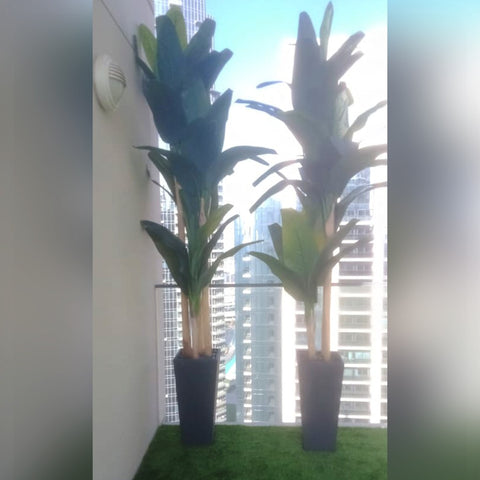 تشكيلة من الزيتون الاصطناعي والموز والصبار