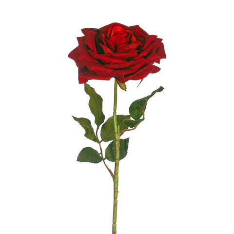 medium red rose flower