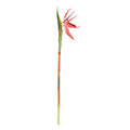 Fake Bird of Paradise