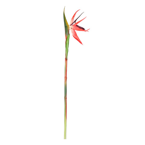 Fake Bird of Paradise