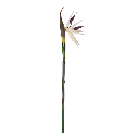 Low Maintenance Plants