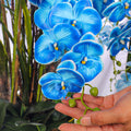 Natural look blue orchids