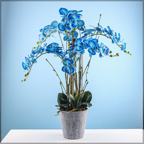 Potted blue orchid arrangement