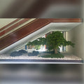 bonsai tree for indoor setup
