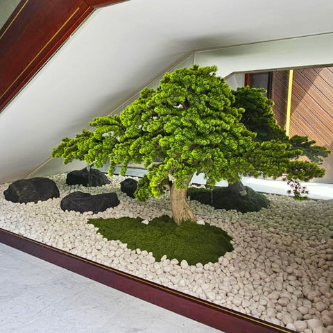 bonsai arrangement for home decor