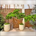 bonsai plant making