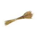 Dried wheat for floral arrangements