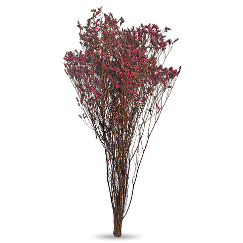 Dried Crystal Grass