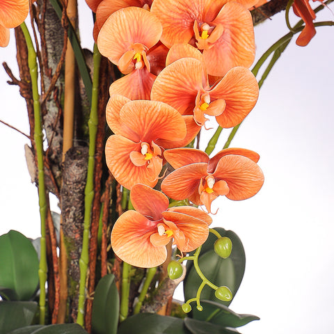 Orange orchid arrangement