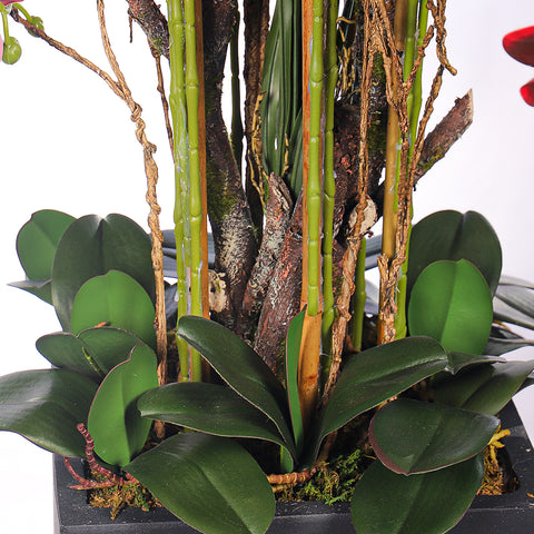 Orchid display