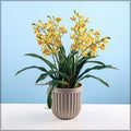 Orchid arrangement in pot