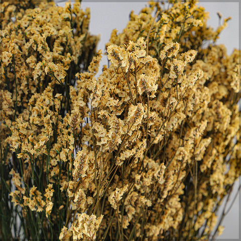 Dried Crystal Grass