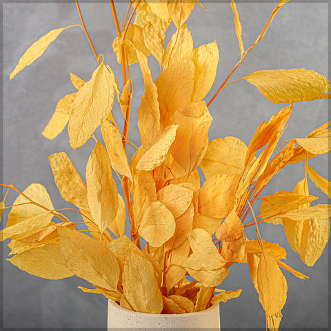 Preserved eucalyptus for arrangements