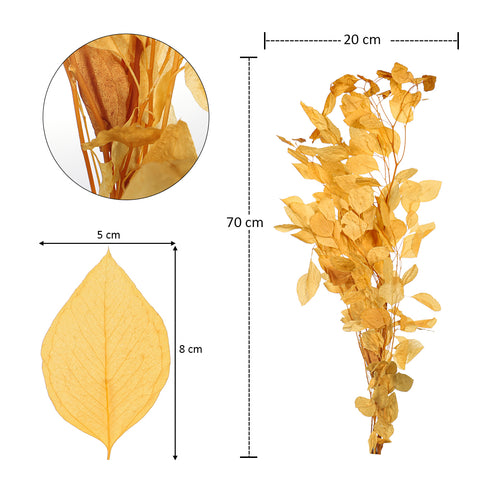 Dried eucalyptus leaves