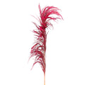 Natural dried pampas grass stems for décor