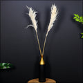 Beautiful dried pampas grass stems