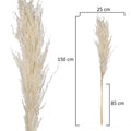 Pampas grass stems