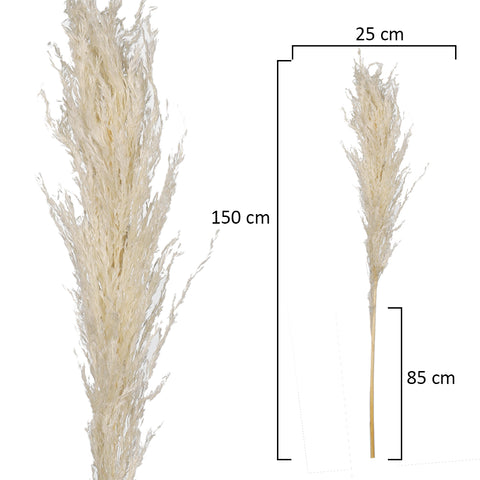 Pampas grass stems