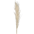 Tall dried pampas grass for floral arrangements