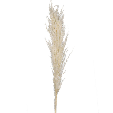 Tall dried pampas grass for floral arrangements