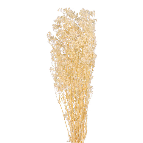 Preserved Baby's Breath Flower Bunch