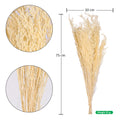 Natural dried caspia