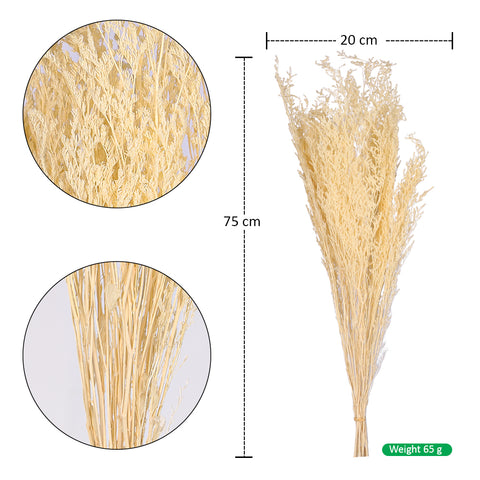 Natural dried caspia