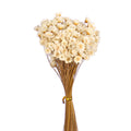 Xeranthemum Floral Stems