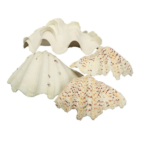 Beach shells for crafts