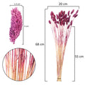 Natural Phalaris Stems