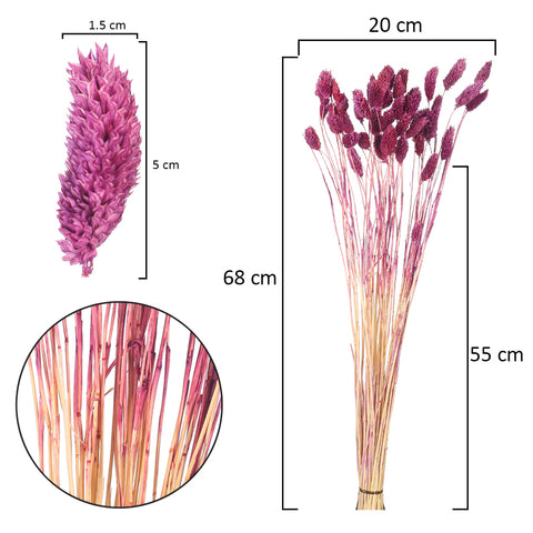 Natural Phalaris Stems