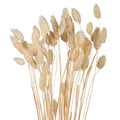 Dried Phalaris for Vases