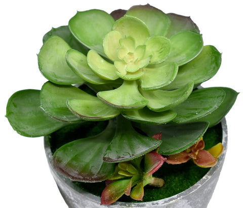 Succulent Plant Arrangements