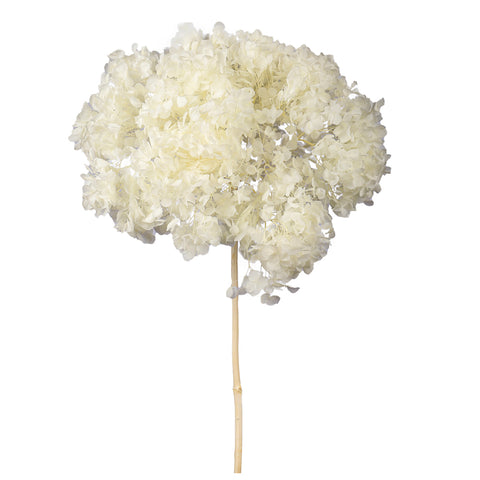 Dried hydrangea for wedding bouquets