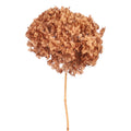 Buy Preserved Hydrangeas Online