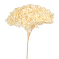 Natural Preserved Dried Hydrangea Flower