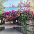 Hanging flower basket