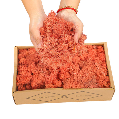 Natural Preserved Fresh Moss Grass