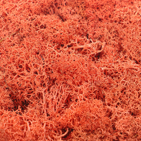 Natural Preserved Fresh Moss Grass