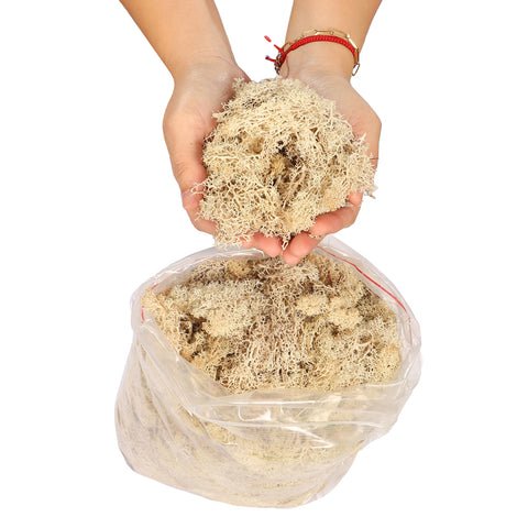 Natural Preserved Fresh Moss Grass